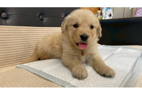 販売中の兵庫県のゴールデンレトリーバー-387740の2枚目